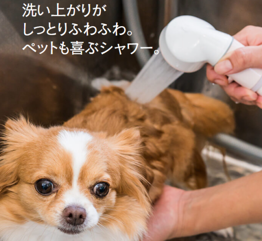 Heart2 Dogでの炭酸泉シャンプー施術中の様子